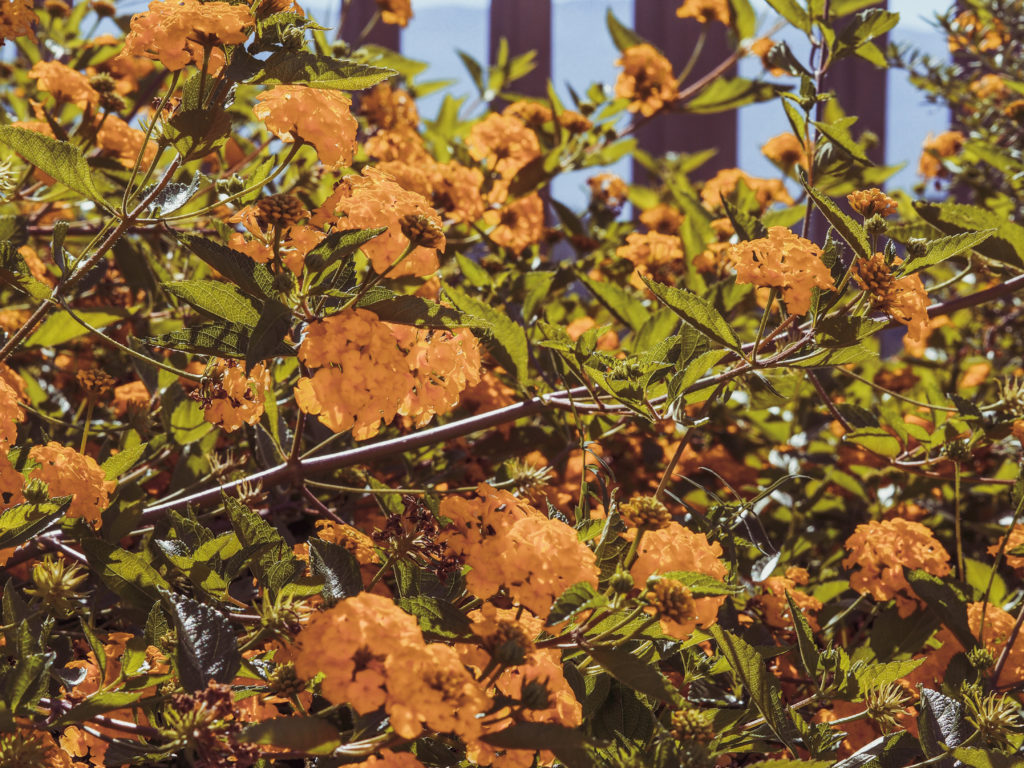 Soller Jumeirah Flowers